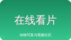 在线看片